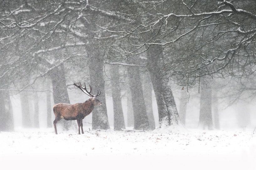 Rothirsch im Schnee von Albert Beukhof