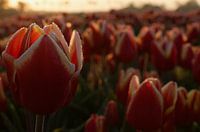 Tulipe jaune rouge à l'aube avec de petites gouttes de rosée