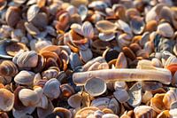 Treasures of the beach.