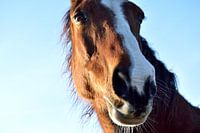 Close-up van een paard