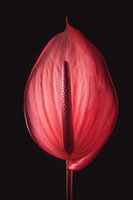 Anthurium