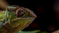 Panther Chameleon Furcifer pardalis
