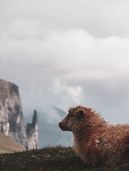 Eines von tausend Schafen von Larissa Geuke