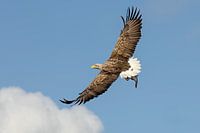 Pygargue à tête blanche