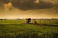 cows in the meadow when the air is threatening