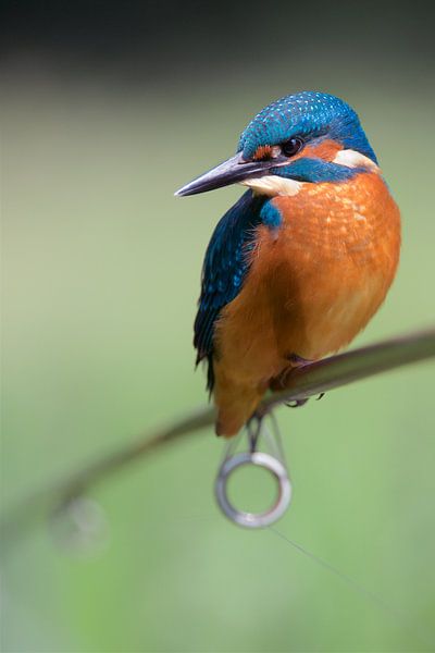 Eisvogel von Eisvogel.land - Corné van Oosterhout