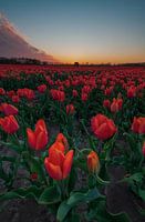 Dutch orange tulips