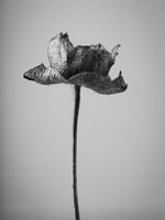 Botanisches Porträt