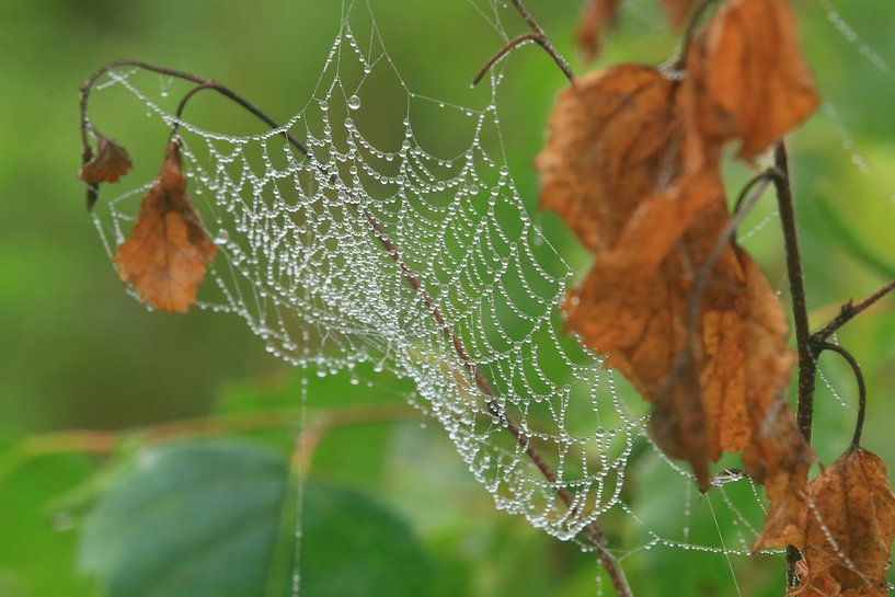 Spinnenweb by Martien Wassink