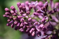 Nahaufnahme von violett-rot duftenden Frühlingsblüten des Flieders oder Syringa vulgaris
