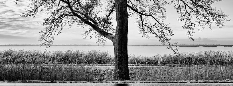 Arbre sur l'île d'Usedom par Heiko Westphalen