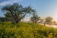 Holländische Wasserlinie in einem Meer von Blumen
