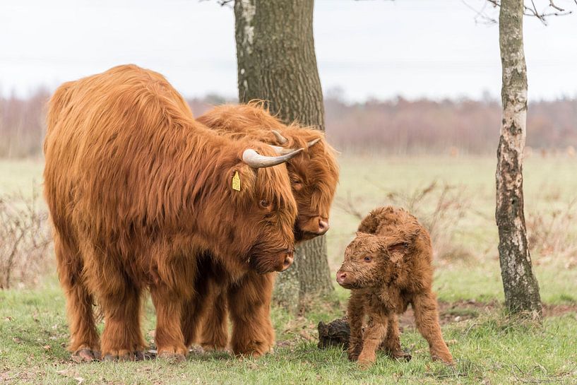 Newborn calf Scottish Highlander by Ans Bastiaanssen