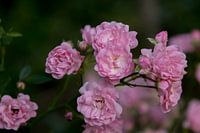 The elegance of pink spray roses