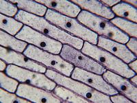 Écorce d'un oignon sous un microscope