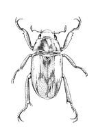 Beetle pen drawing
