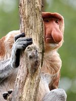 proboscis monkey