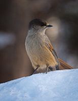 Taigagaai in de sneeuw in Valadalen Zweden