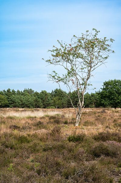 Bruyère sèche avec des arbres en arrière-plan lors d'une chaude journée d'été en France. par Werner Lerooy