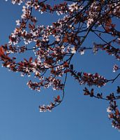 Blütenbaum in voller Blüte