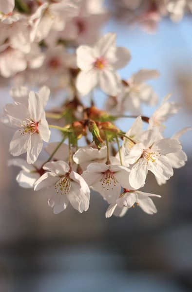 Sakura cherry blossoms by Anke Winters