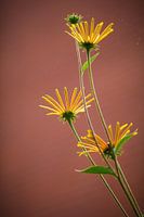 Rudbeckia 'little henry' 