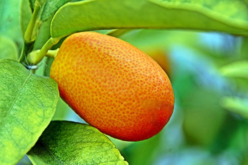 un fruit orange kumquat par Werner Lehmann