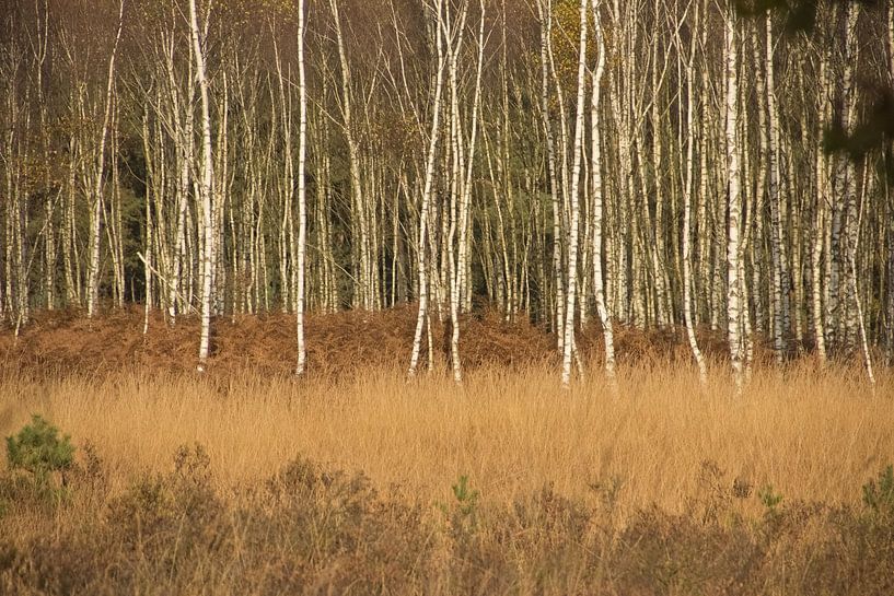 Berkenlandschap von Wanda van Eck