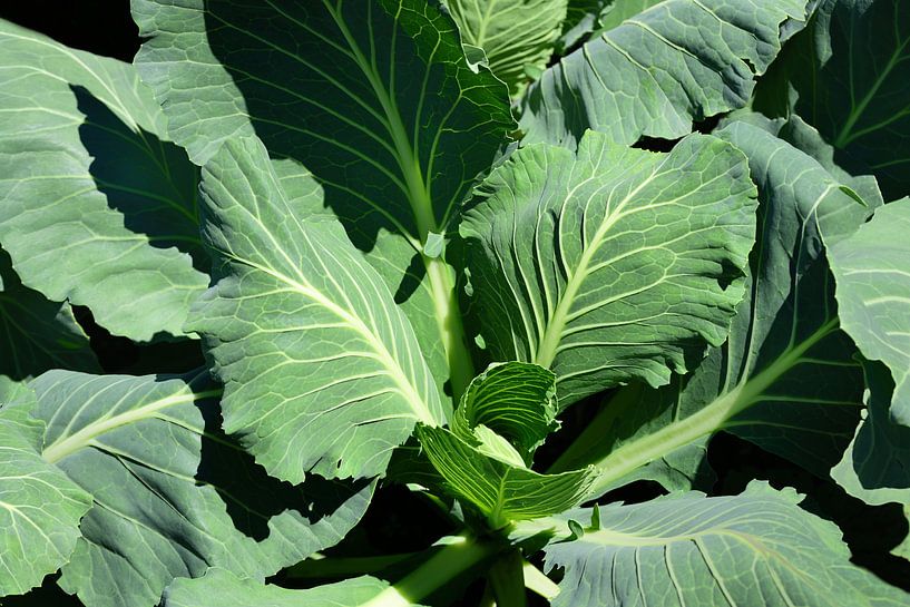 Junges Weißkraut im Garten von Ulrike Leone