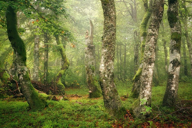 Inner Circle by Ellen Borggreve