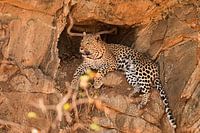 Leopard (Panther) im Kruger Park Südafrika