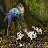 Casoar avec poussin et fruits Blue Quandong