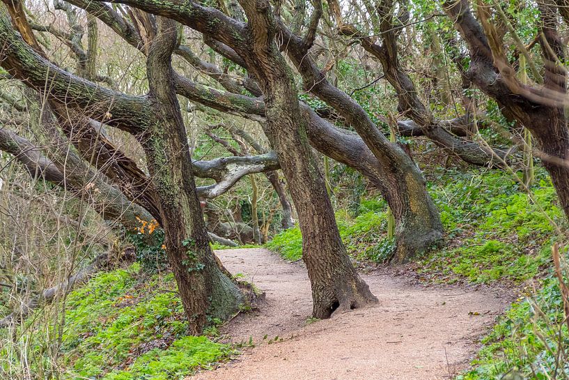 Weg und windschiefe Bäume von Achim Prill