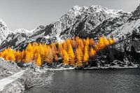 Golden Larches