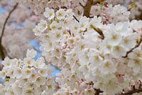 Cerisier japonais en fleur Sakura