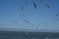 Mouettes sur la plage de Cadzand