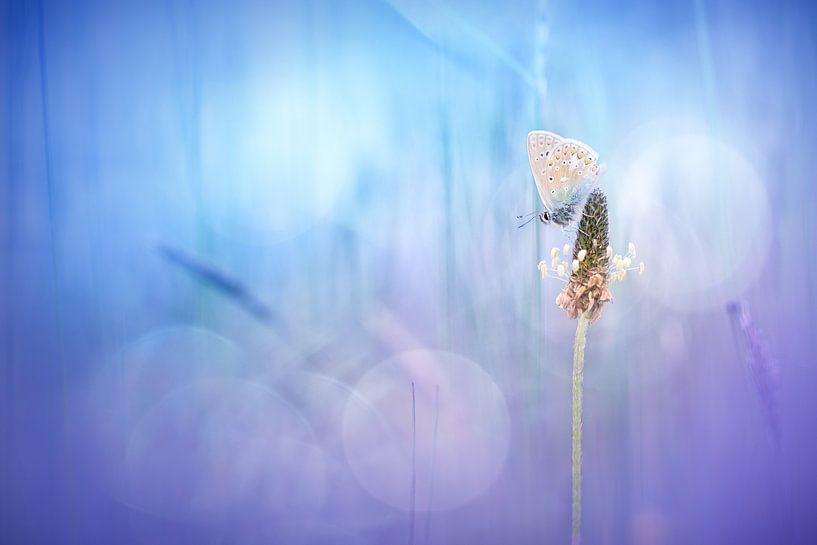 The hour of silence par Bob Daalder