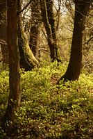 image from a medieval fairy tale