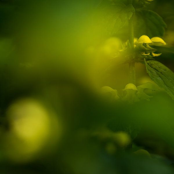 Mysterieuze Lamium II von Paul de Vos