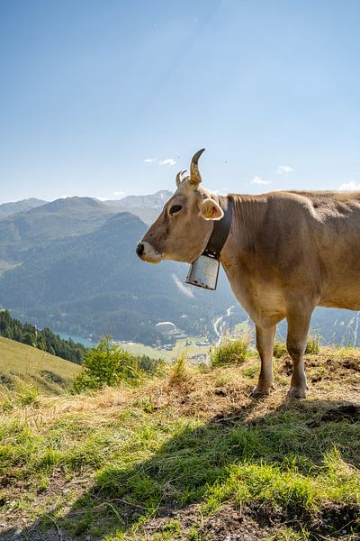 Vache suisse dans les Alpes de Davos par Leo Schindzielorz