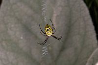 Wespenspinne - Argiope bruennichi 4