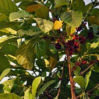 Kaffeepflanze mit Bohnen
