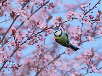Pimpelmees Vogel in Roze Kersenbloesems