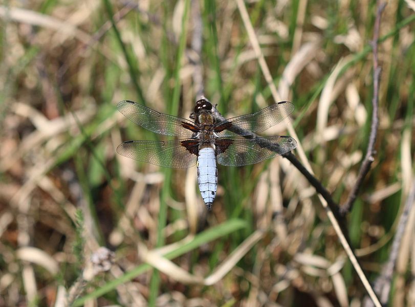Plattbauch von Matthias Brix