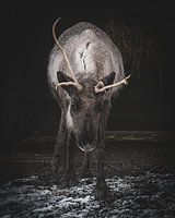 Moody photo of a reindeer