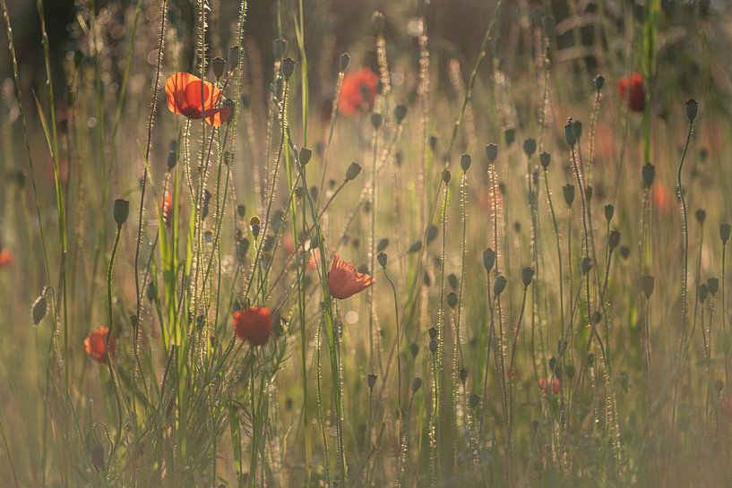 Feld mit Mohnblumen bei Sonnenaufgang von Nanda Bussers