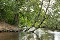 Birch on the bank of a heath stream