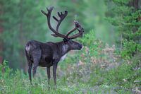 Reindeer in Sweden