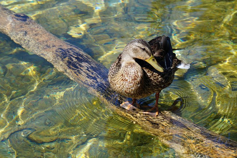 Ente am Teich von Babetts Bildergalerie