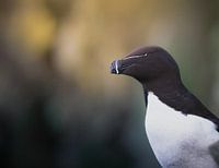 Der neugierige Alk hat ein Auge auf dich geworfen